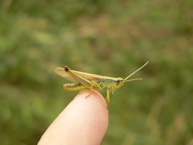 Pseudochorthippus parallelus - közönséges rétisáska
