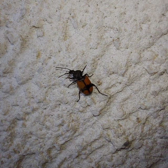 Panagaeus cruxmajor - nagy keresztesfutó