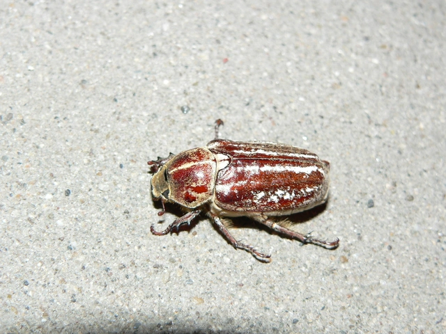 Anoxia orientalis - keleti cserebogár