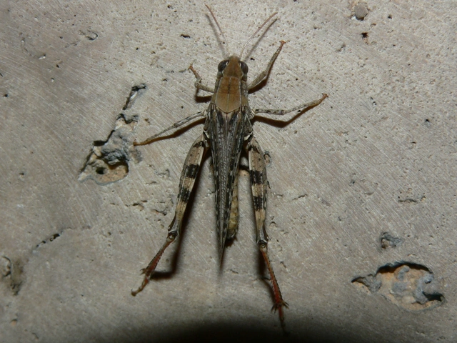 Calliptamus italicus - olaszsáska