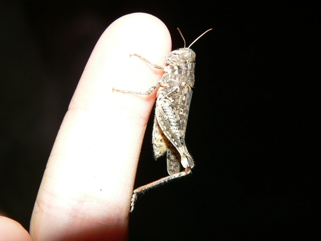 Calliptamus italicus - olaszsáska