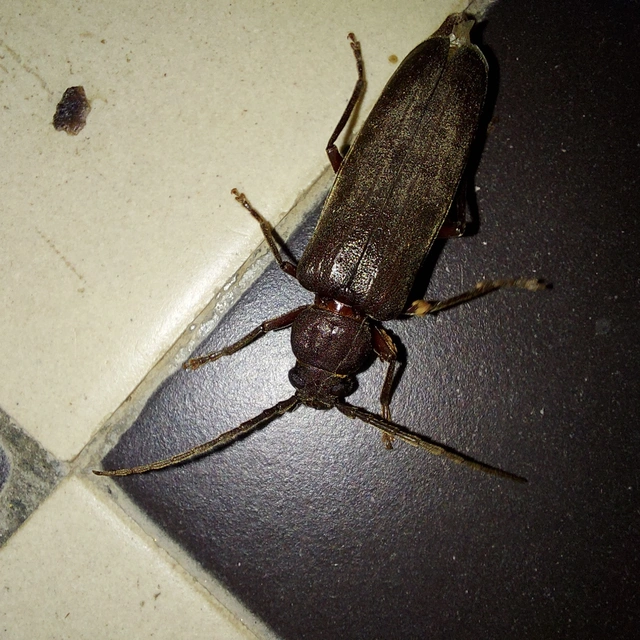 Arhopalus rusticus - gödrösnyakú cincér