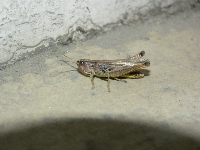 Pseudochorthippus parallelus - közönséges rétisáska