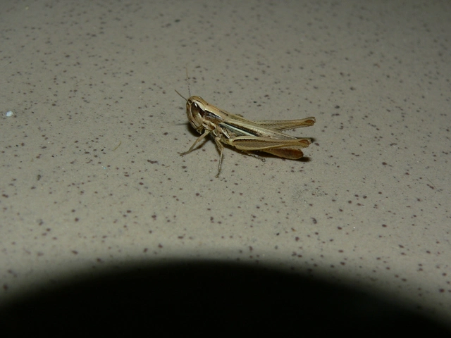 Euchorthippus declivus - rövidszárnyú rétisáska