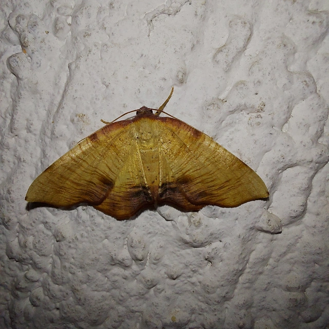 Plagodis dolabraria - baltaszárnyú araszoló