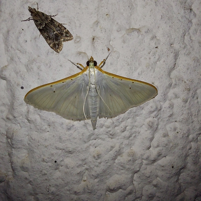 Palpita vitrealis - hófehér tűzmoly