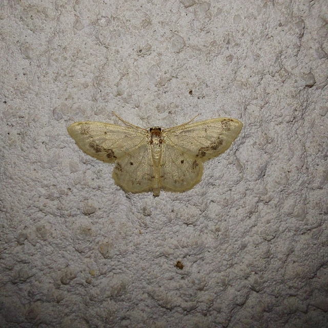 Idaea trigeminata - csúcsfoltos apróaraszoló