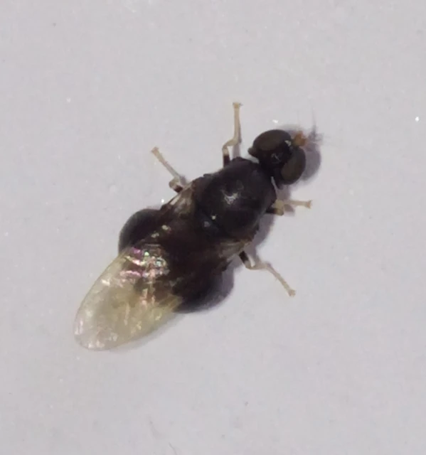 Pachygastrinae