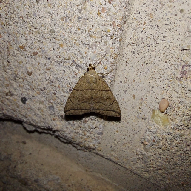 Herminia grisealis - ligeti karcsúbagoly