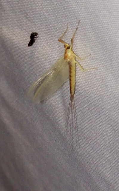 Potamanthus luteus - folyamvirág