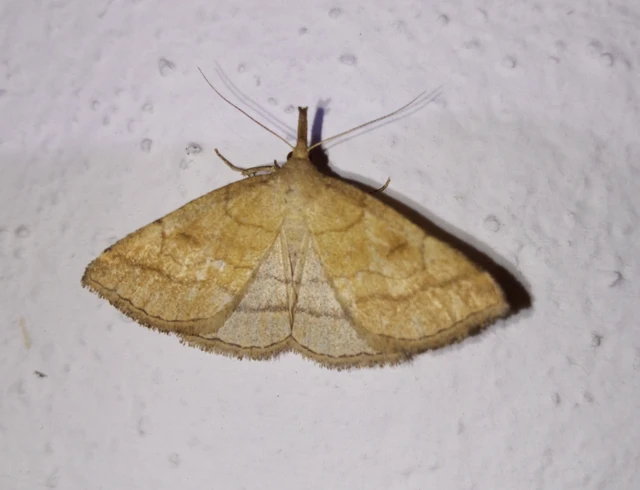Polypogon gryphalis - láperdei karcsúbagoly