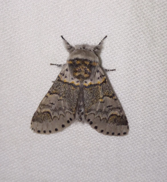 Furcula furcula - szürke púposszövő