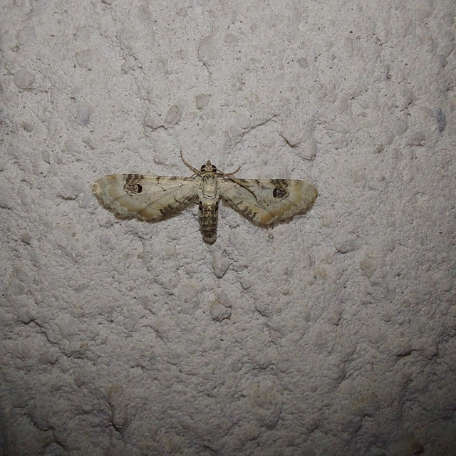 Eupithecia centaureata - búzavirág-törpearaszoló