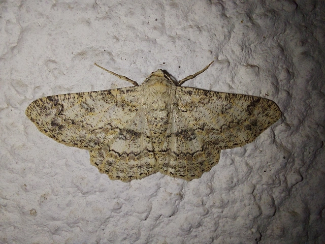 Ascotis selenaria - holdas faaraszoló