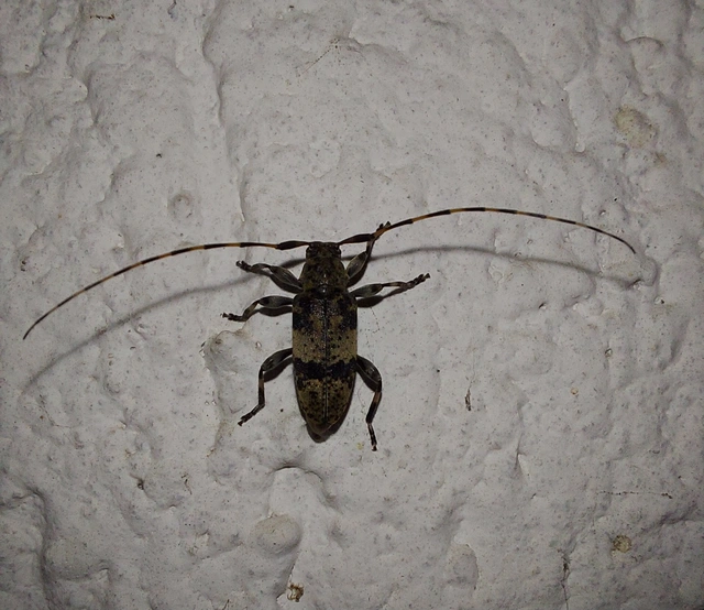 Leiopus nebulosus - öves gesztcincér