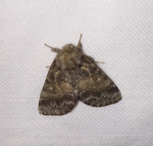 Gluphisia crenata - kormos púposszövő