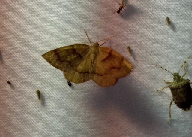 Plagodis pulveraria - szemcsés araszoló