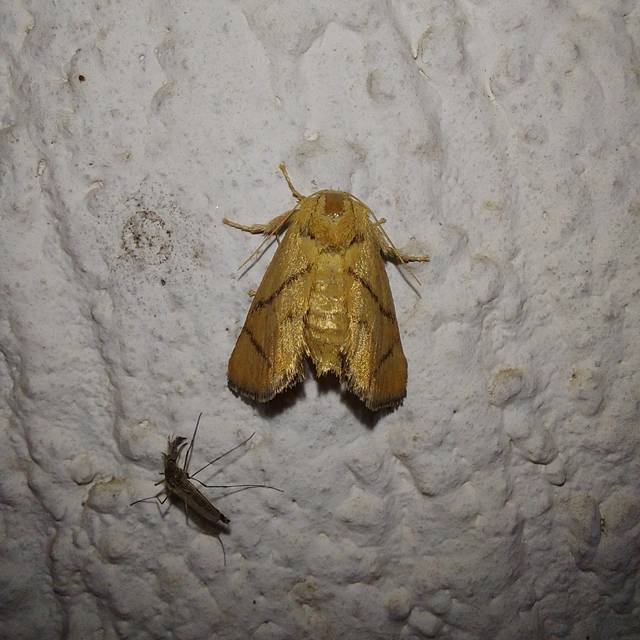 Apoda limacodes - kagylólepke