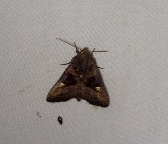 Euplexia lucipara - szeder-csipkésbagoly