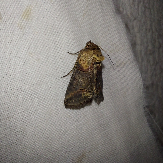 Abrostola triplasia - közönséges csalánbagoly