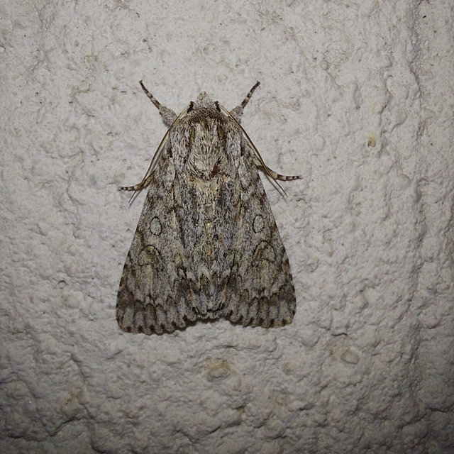 Acronicta aceris - vadgesztenye-szigonyosbagoly