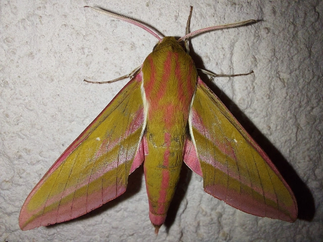 Deilephila elpenor - szőlőszender