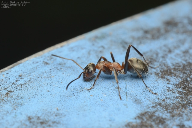 Formica rufibarbis - vörös rabszolgahangya