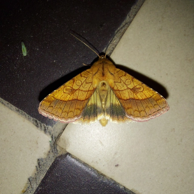 Pyrrhia umbra - iglicebagoly