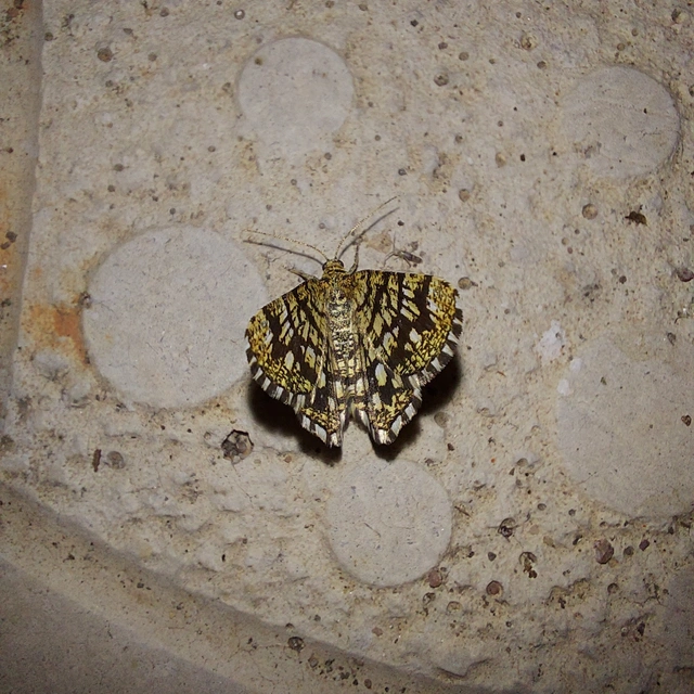 Chiasmia clathrata - rácsos rétiaraszoló