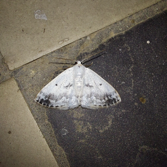 Lomographa temerata - foltos fehéraraszoló