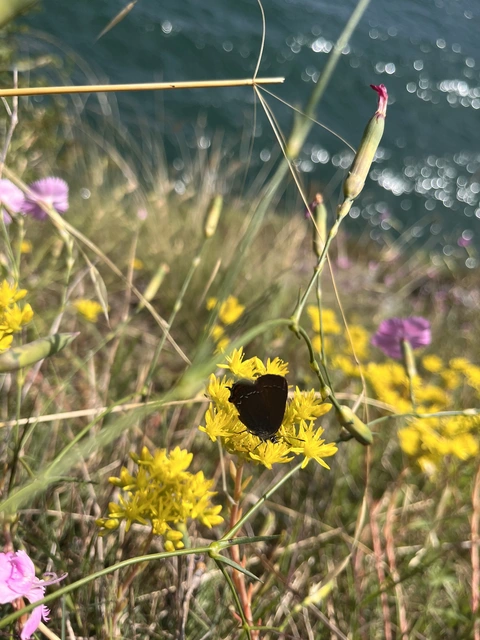 Satyrium ilicis - tölgyfa-csücsköslepke