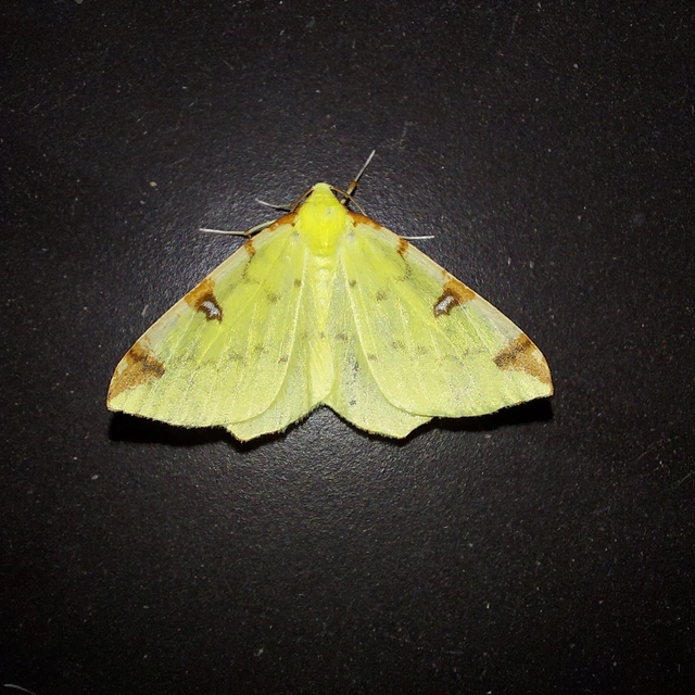 Opisthograptis luteolata - citromsárga araszoló