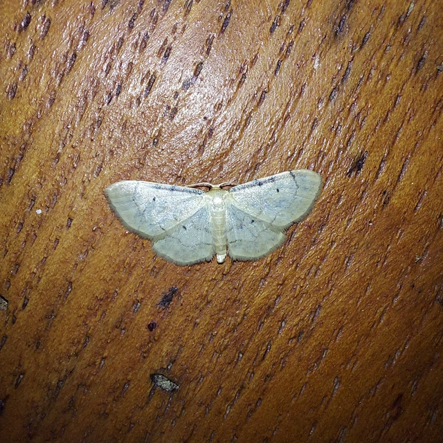 Idaea politaria - vonalas apróaraszoló