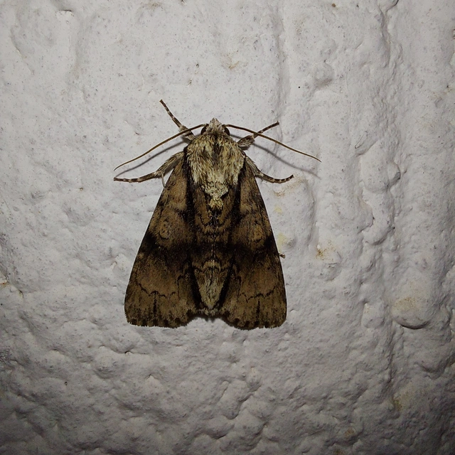 Acronicta alni - éger-szigonyosbagoly