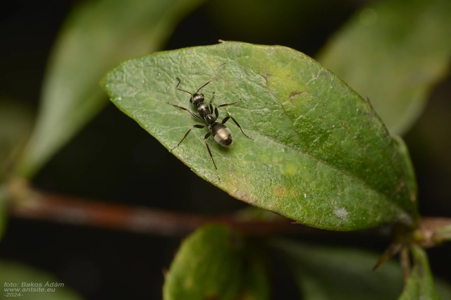 Formica fusca - kormos rabszolgahangya