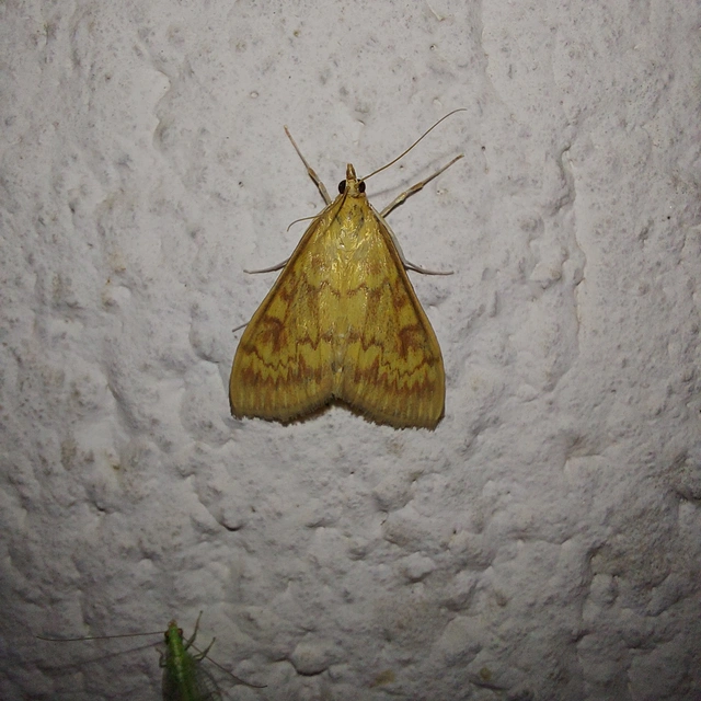 Ostrinia nubilalis - kukoricamoly