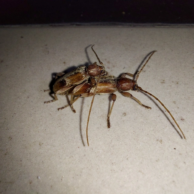 Trichoferus pallidus - sápadt éjicincér