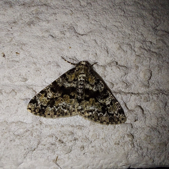 Fagivorina arenaria - bükkfaaraszoló