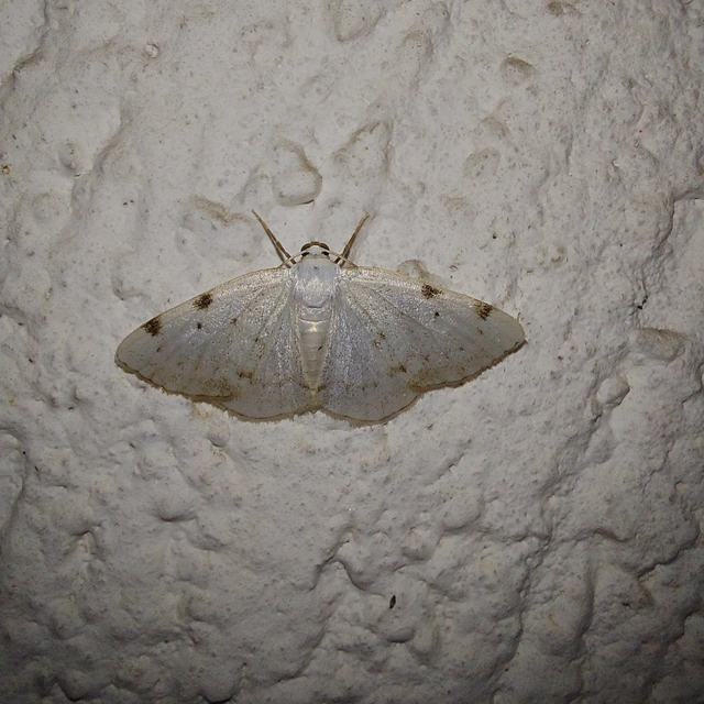 Lomographa bimaculata - kétpontos fehéraraszoló