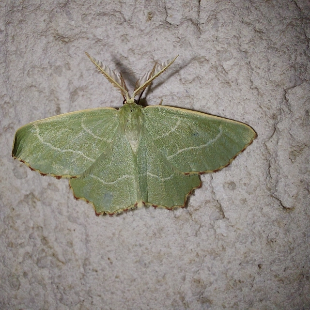 Thalera fimbrialis - csipkésszélű zöldaraszoló
