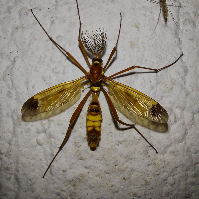 Ctenophora ornata - sárga fésűsszúnyog