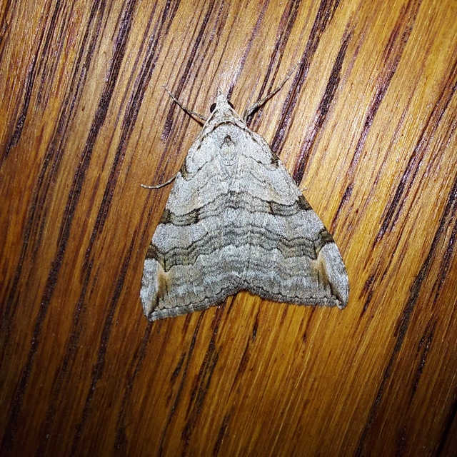 Aplocera efformata/plagiata
