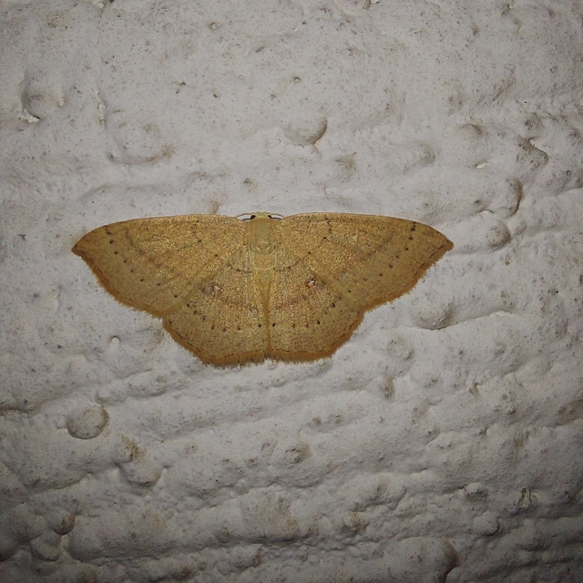 Cyclophora linearia - vonalas pettyesaraszoló