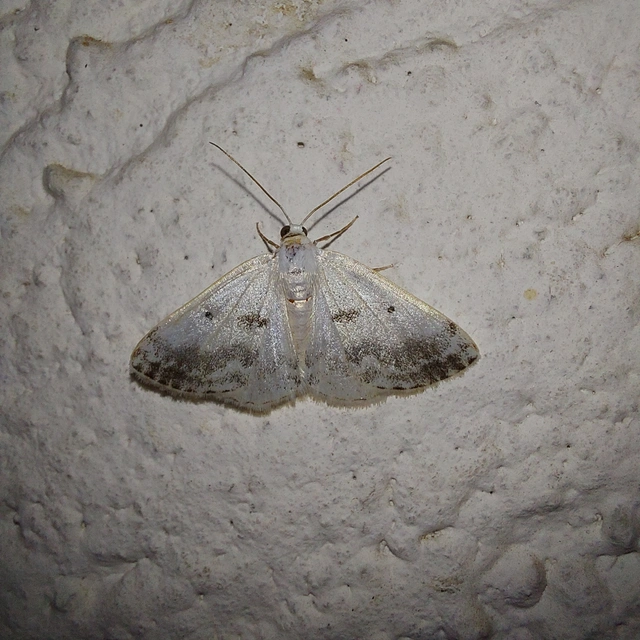 Lomographa temerata - foltos fehéraraszoló