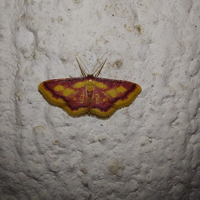 Idaea muricata - mocsári pirosaraszoló