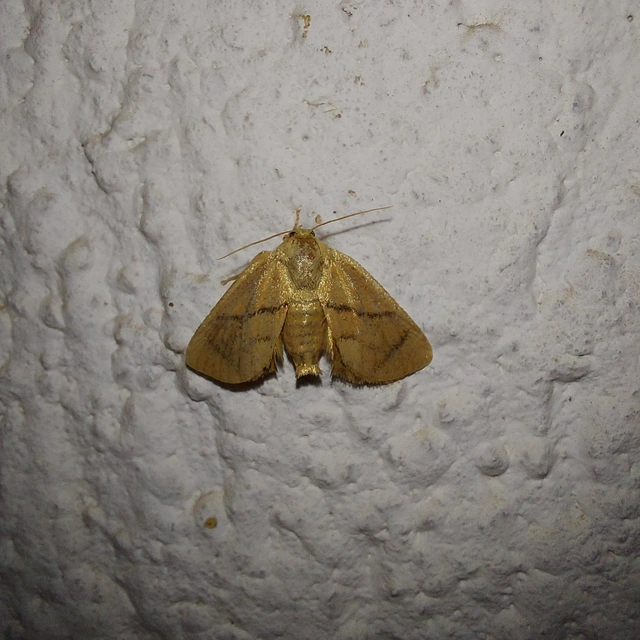 Apoda limacodes - kagylólepke