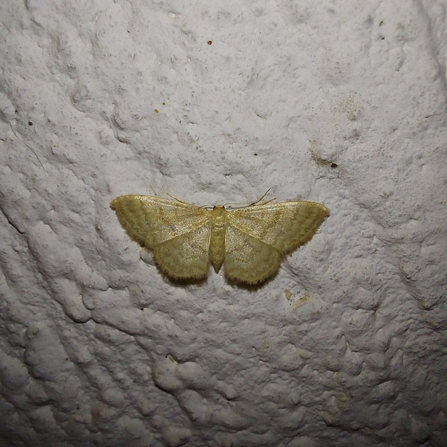 Idaea dilutaria - napvirág-apróaraszoló