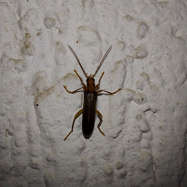 Nacerdes carniolica - karnóliai álcincér