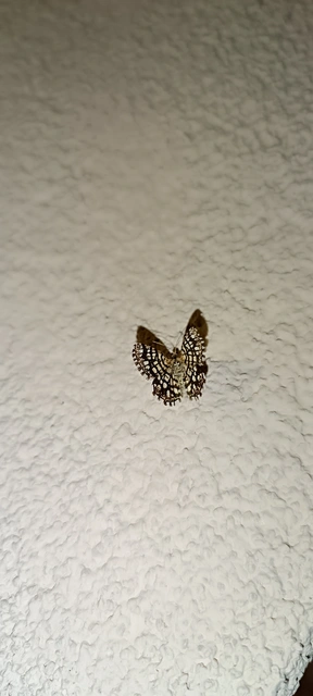 Chiasmia clathrata - rácsos rétiaraszoló