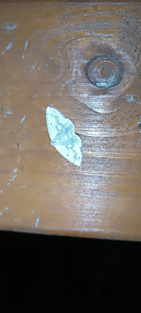 Lomographa temerata - foltos fehéraraszoló